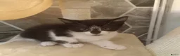 American Shorthair cats for sale: 6 gorgeous mix breed kittens  - Advert 6