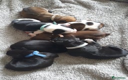 Mixed Breed dogs for sale: Staffy cross  - Image 3