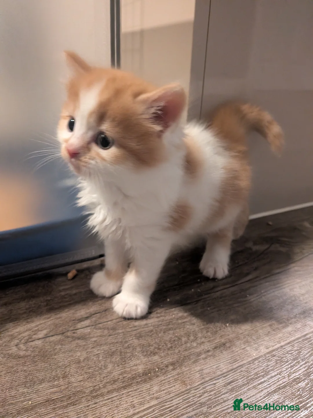 Selkirk Rex cats for sale: Beautiful Kittens – From Pedigree Selkirk Rex Mum - Advert 11