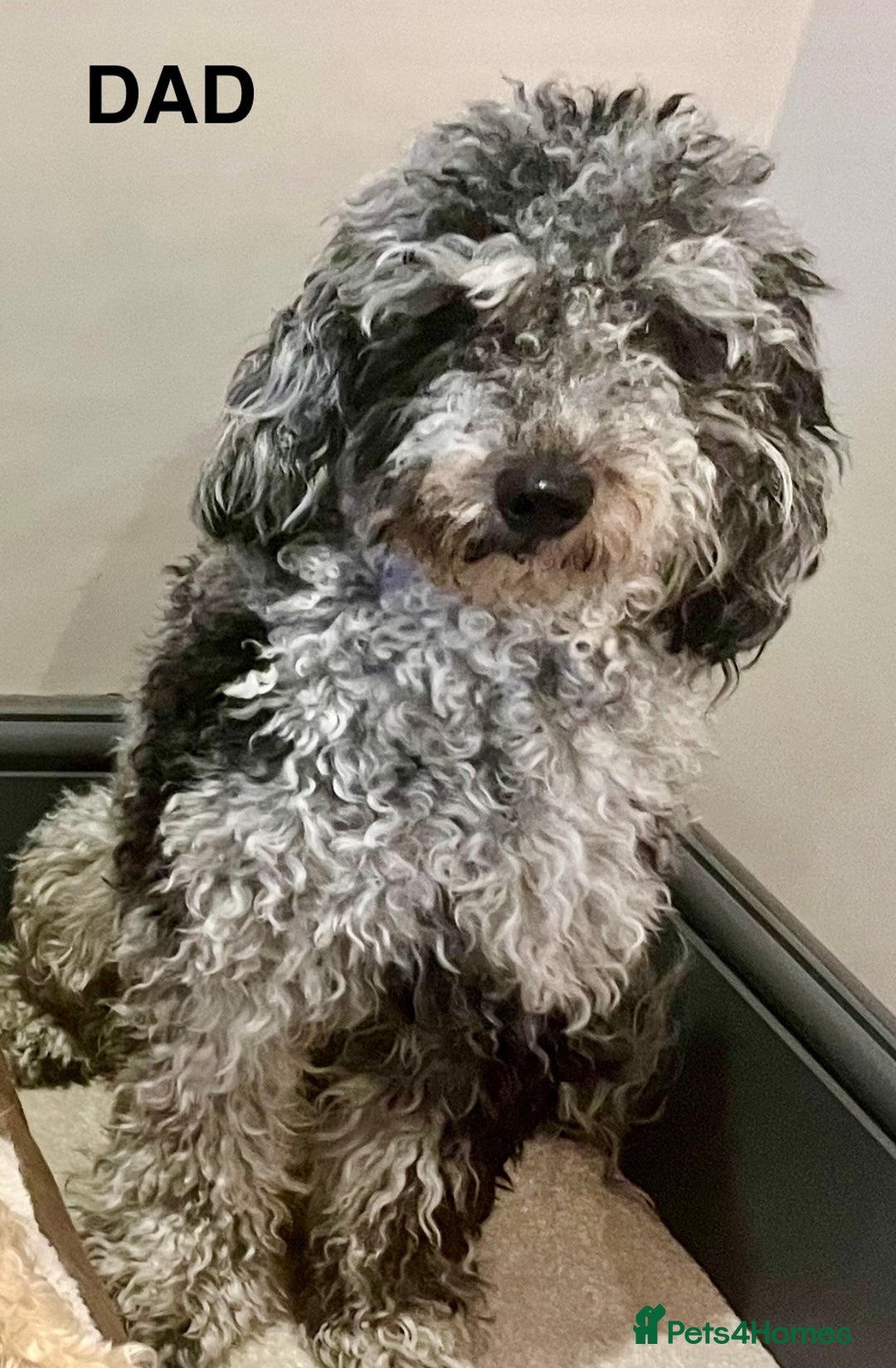 Cockapoo dogs for sale: 🐾F2b COCKAPOO PUPPIES🐾  DNA TESTED PARENTS 🧬 - Image 17