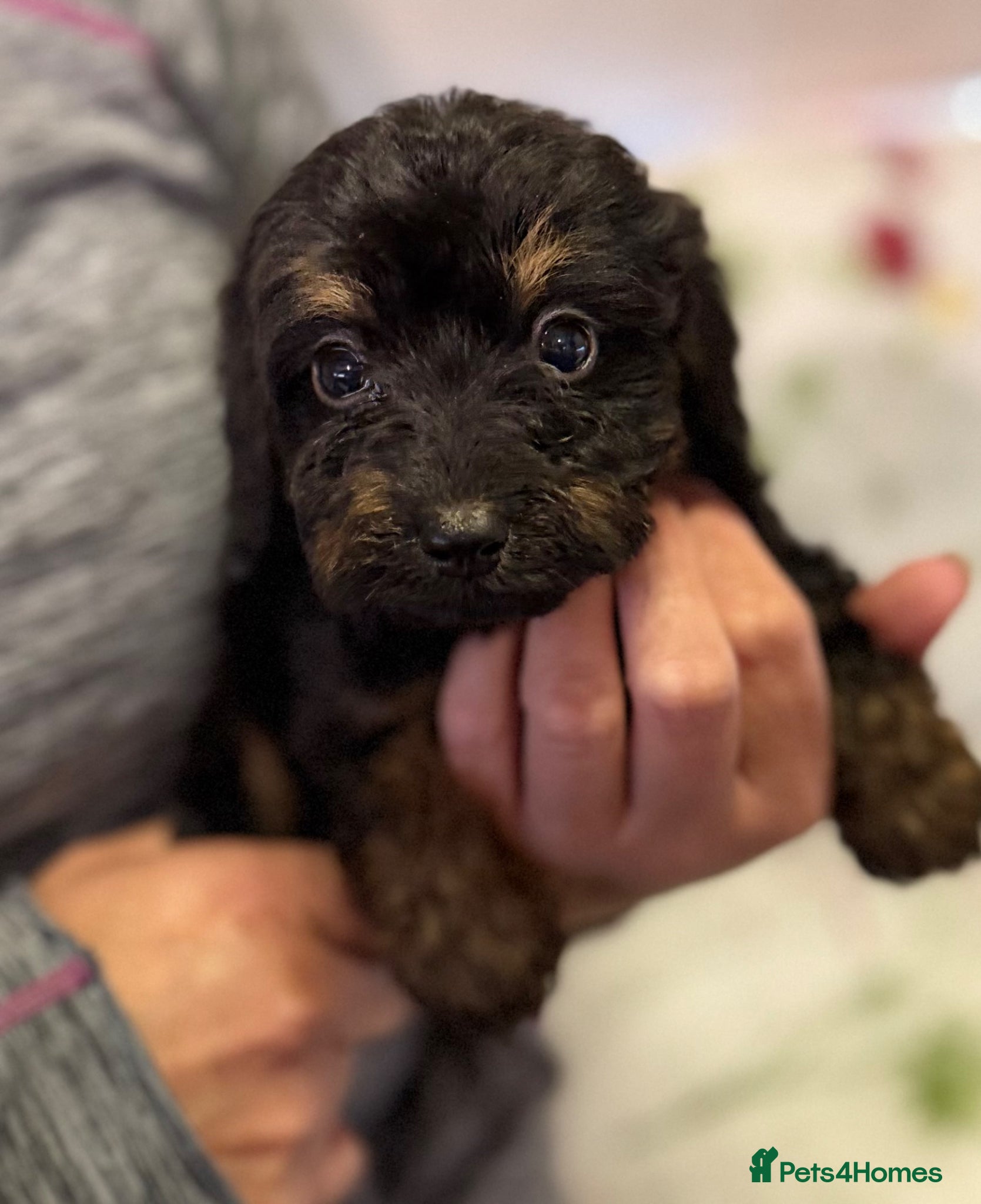 Cockapoo dogs Beautiful cockapoo puppies for sale - Advert 2