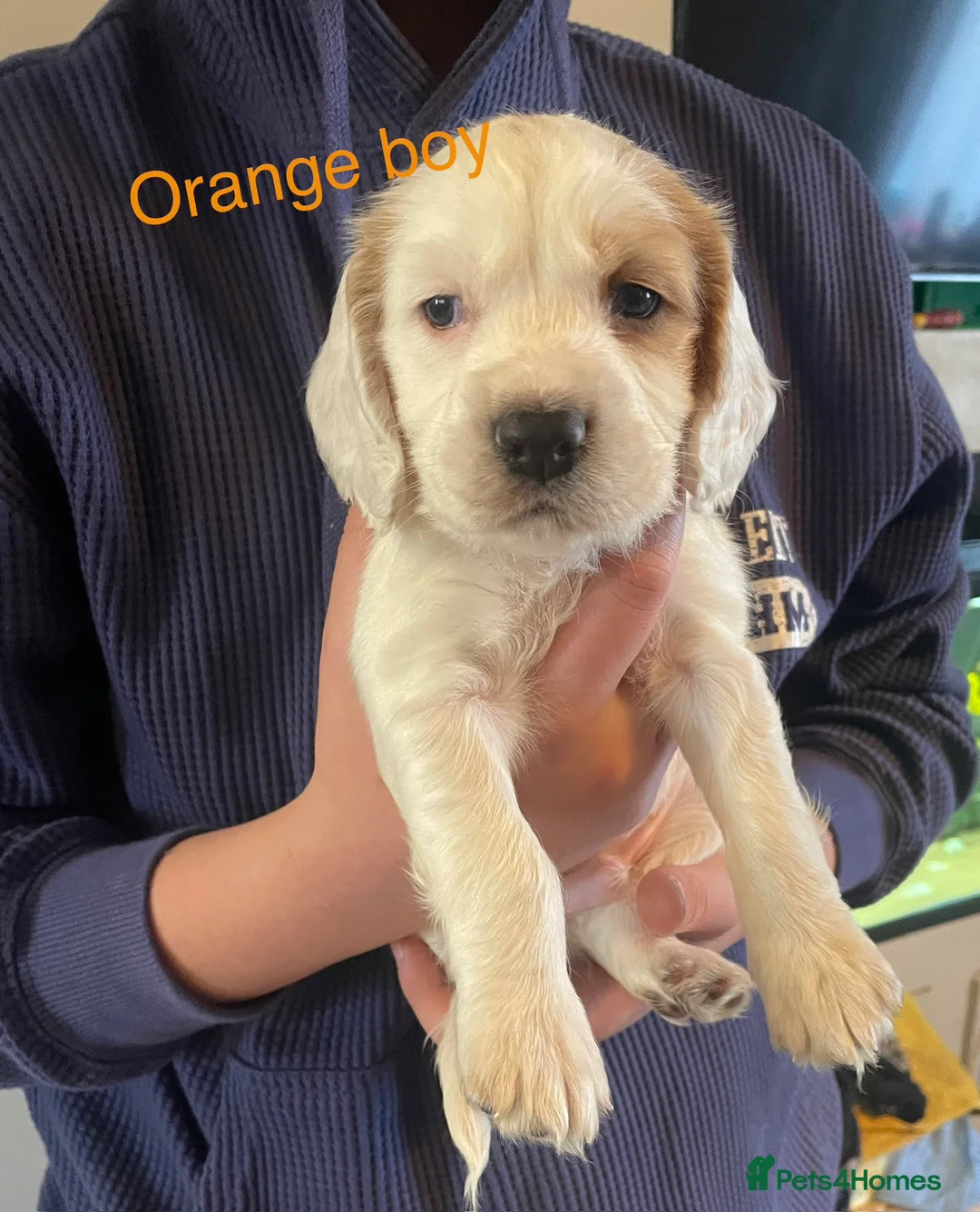 Cockapoo dogs for sale: Cocker spaniel x F1B cockapoo - Advert 3