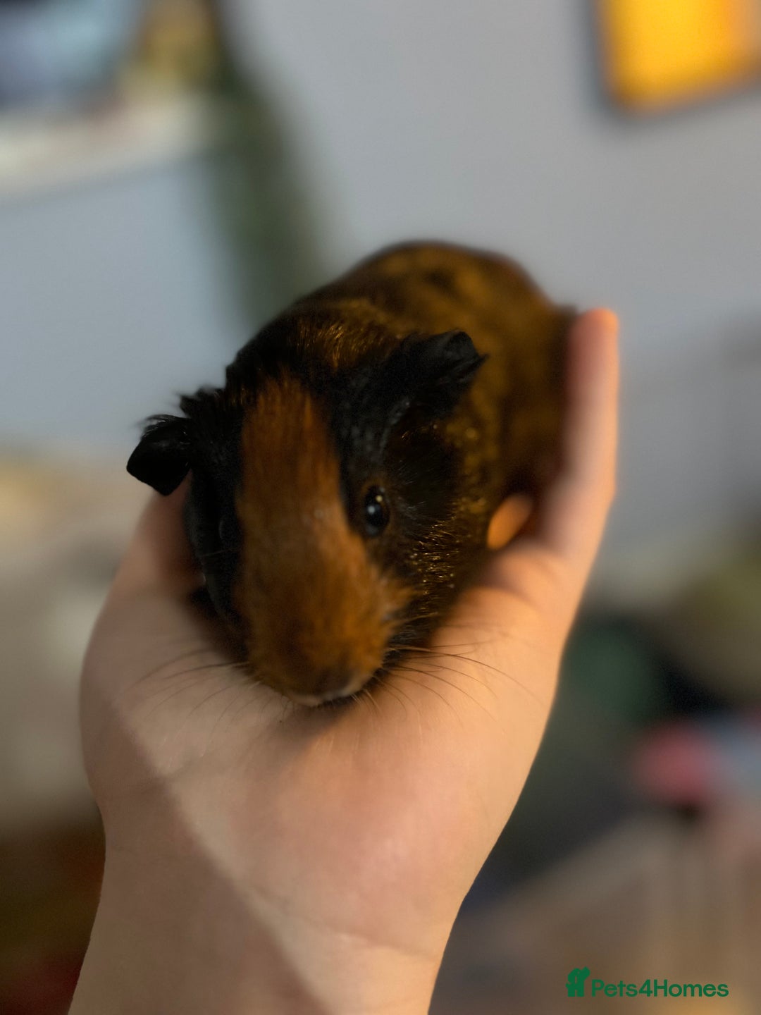 Guinea Pig rodents for sale: Male guinea pigs x3 - Advert 8