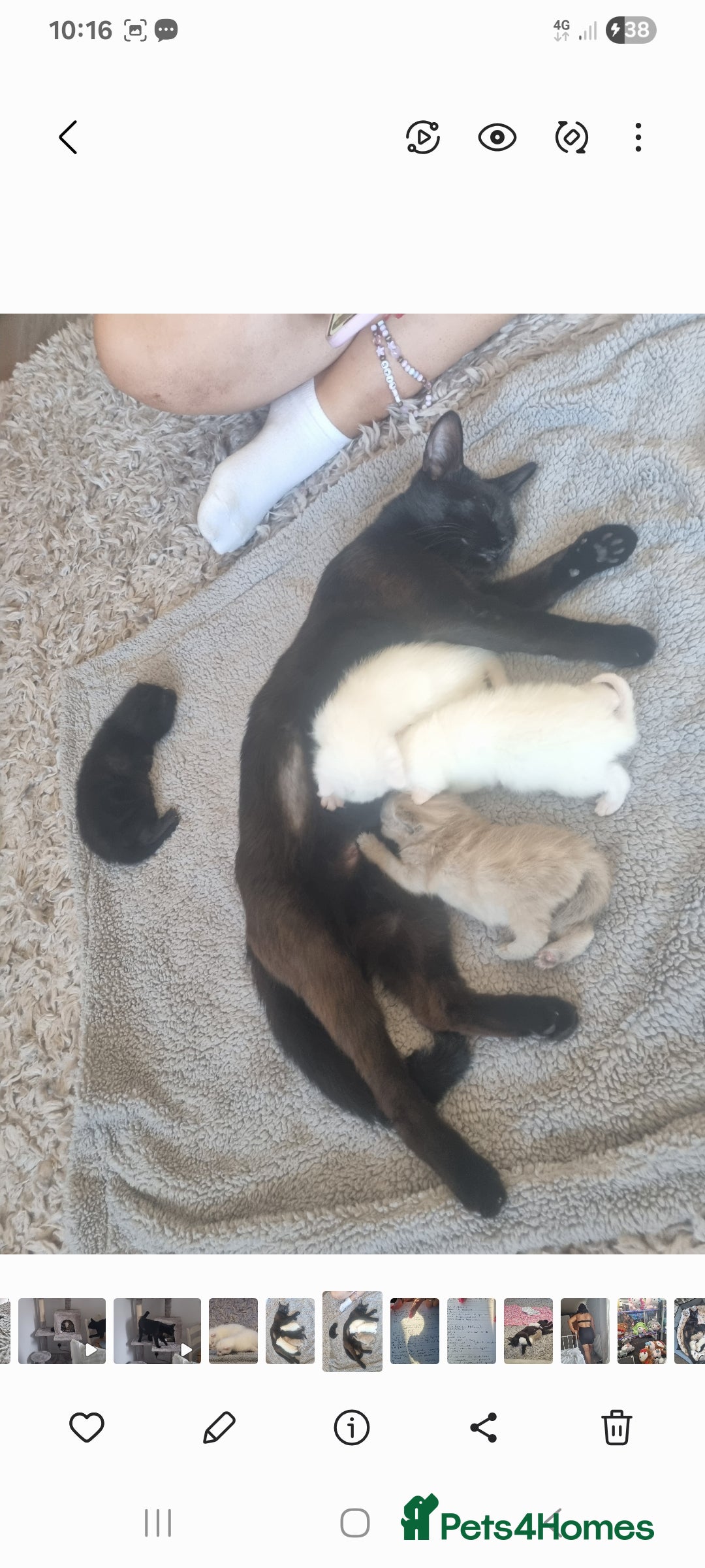 Mixed Breed cats for sale: Gorgeous pair  of twin white kittens - Image 2