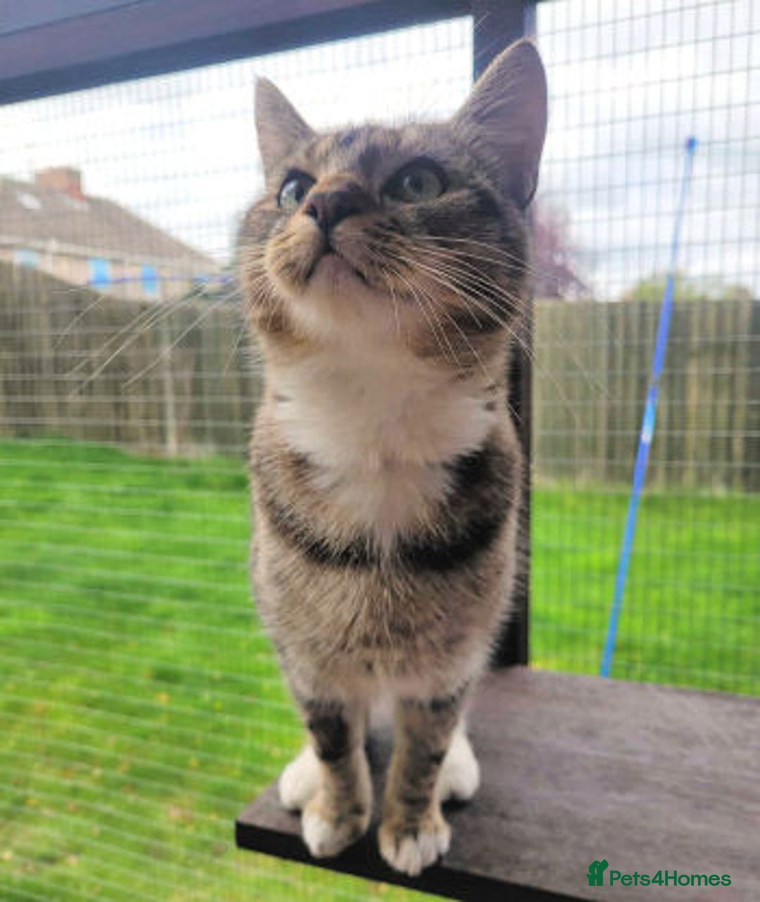 Mixed Breed cats for adoption: LOCKY  - Image 5