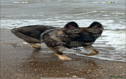 German Shepherd dogs for stud: KC sable male for stud  in Birmingham - Image 21