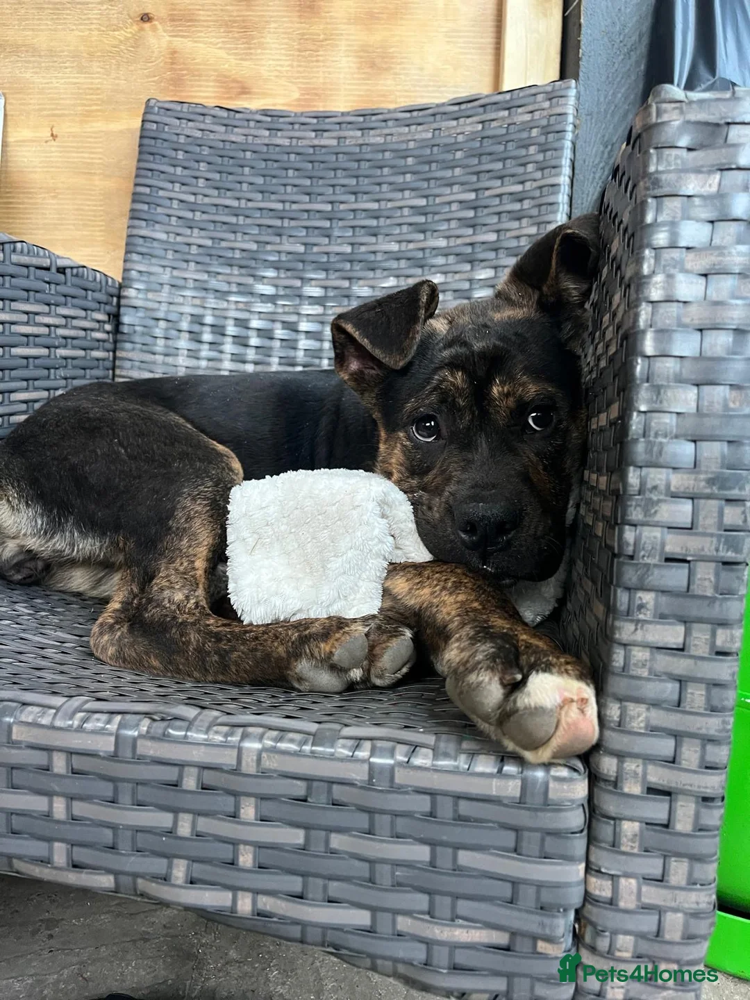 Mixed Breed dogs for sale: Mable  4 months old, gentle girl - Advert 1