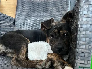 Mixed Breed dogs Mable 4 months old, gentle girl - Advert 1