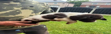 English Springer Spaniel Puppy 3