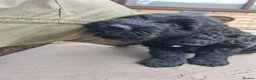 Cockapoo dogs for sale: F2 Cockapoo **1 Male left** - Advert 7