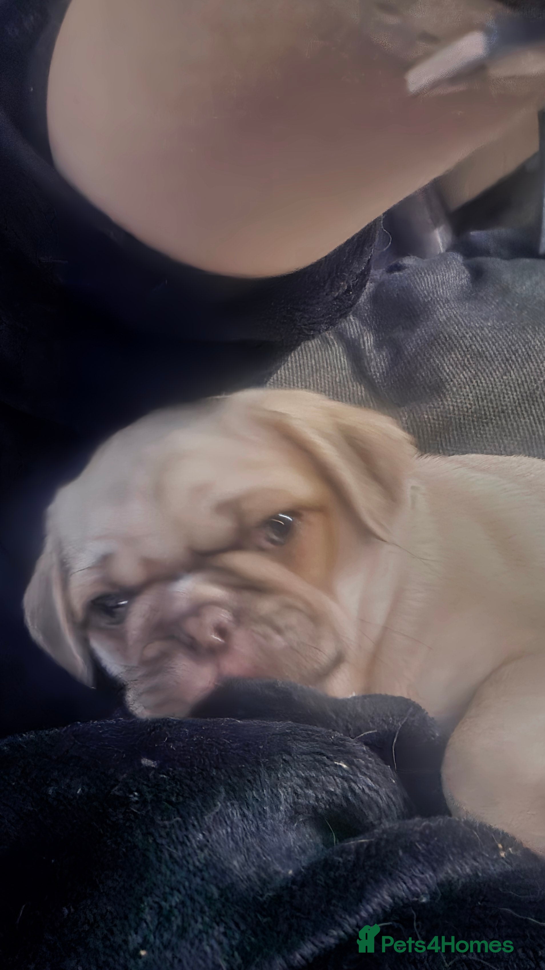 Pug dogs Kc registered rare colours last girl and boys  - Advert 13