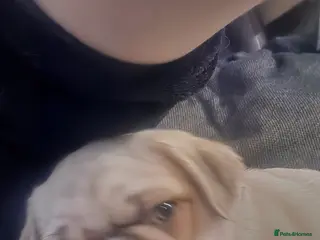 Pug dogs Kc registered rare colours last girl and boys - Advert 13