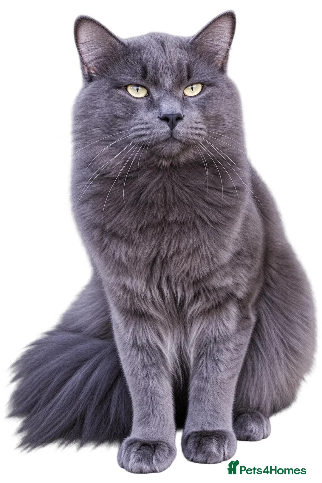 Siberian cats for sale: Beautiful TICA Siberian Kittens – January 2027 - Advert 8
