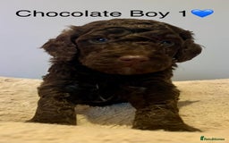 Cockapoo dogs for sale: 🐾STUNNING COCKAPOO PUPPIES🐾DNA TESTED PARENTS🧬 - Image 16