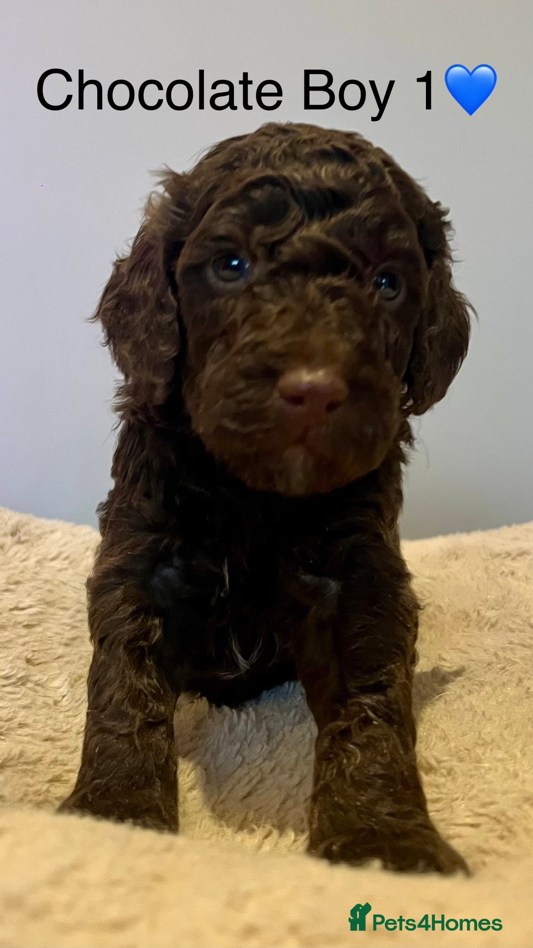 Cockapoo dogs for sale: 🐾STUNNING COCKAPOO PUPPIES🐾DNA TESTED PARENTS🧬 - Image 16
