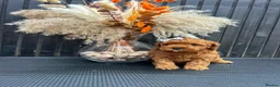 Cavapoo dogs for sale: F1b Cavapoo puppies - Advert 7