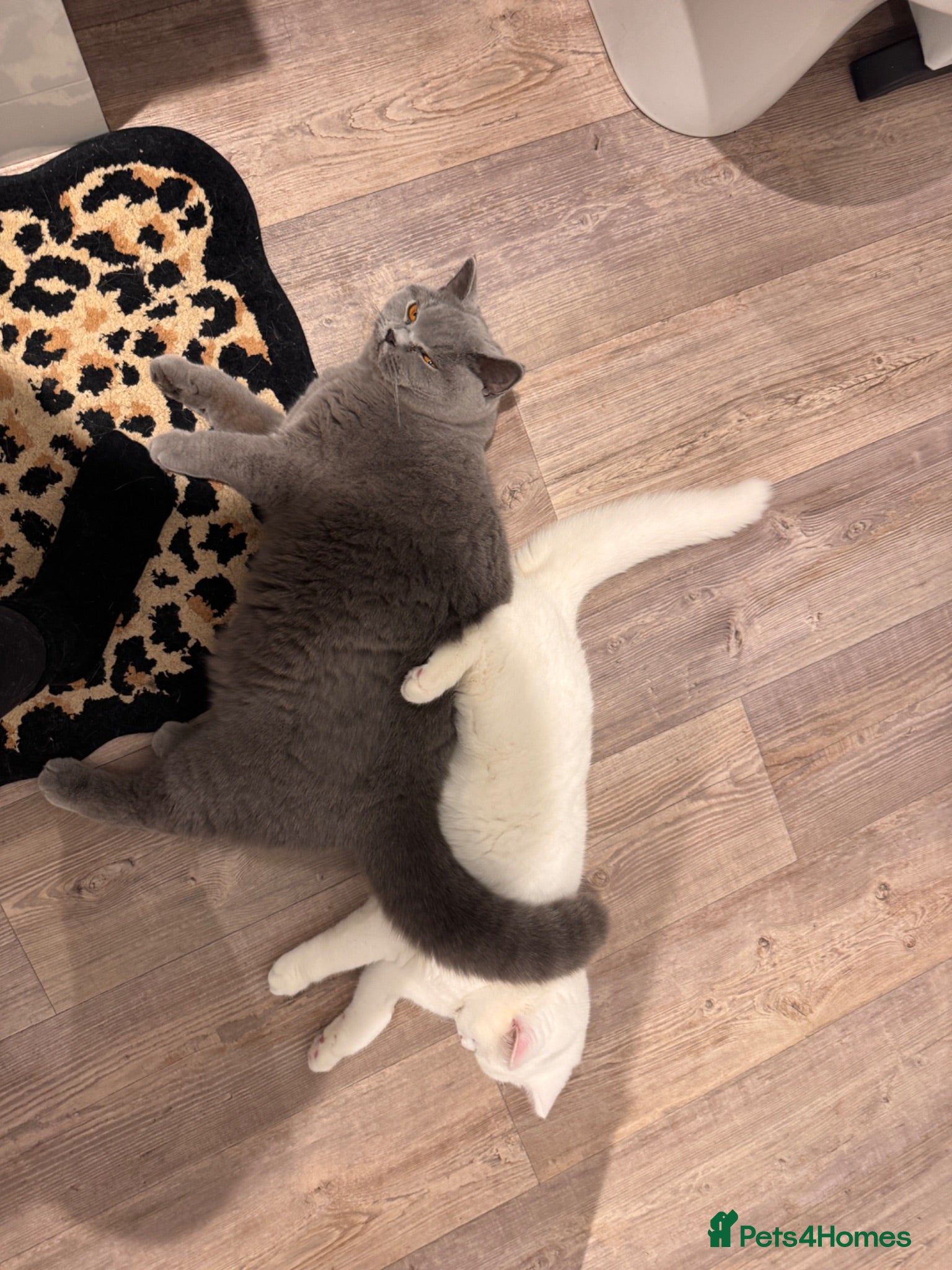 British Shorthair cats Pedigree BSH pair for loving home - Advert 2