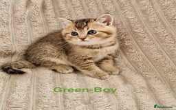 British Shorthair cats for sale: ❣️British shh TICA register Active Champion Line❣️ - Image 7