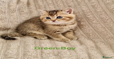 British Shorthair cats - Advert 8