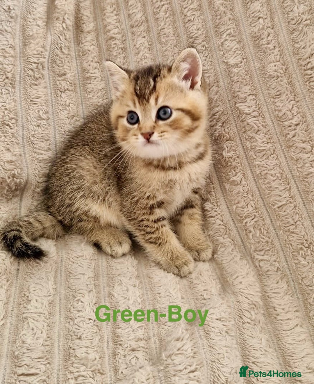 British Shorthair cats for sale: ❣️British shh TICA register Active Champion Line❣️ - Image 7