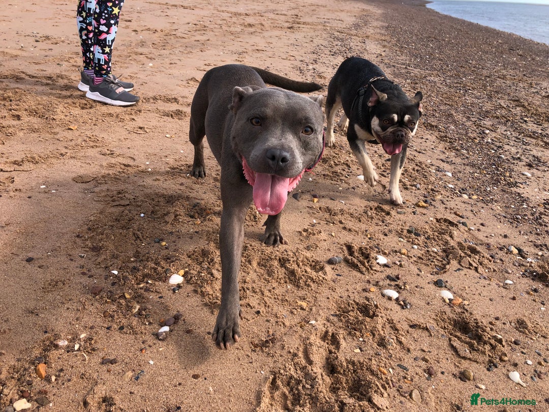 Staffordshire Bull Terrier dogs for sale: Hela  - Advert 3