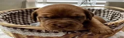 Dogue De Bordeaux dogs for sale: Magnificent Puppies Seeking Loving Homes in Belfast - Advert 5