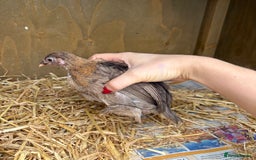 Chickens poultry for sale: Sablepoot Booted Bantam Pullets & Cockerels - Image 6