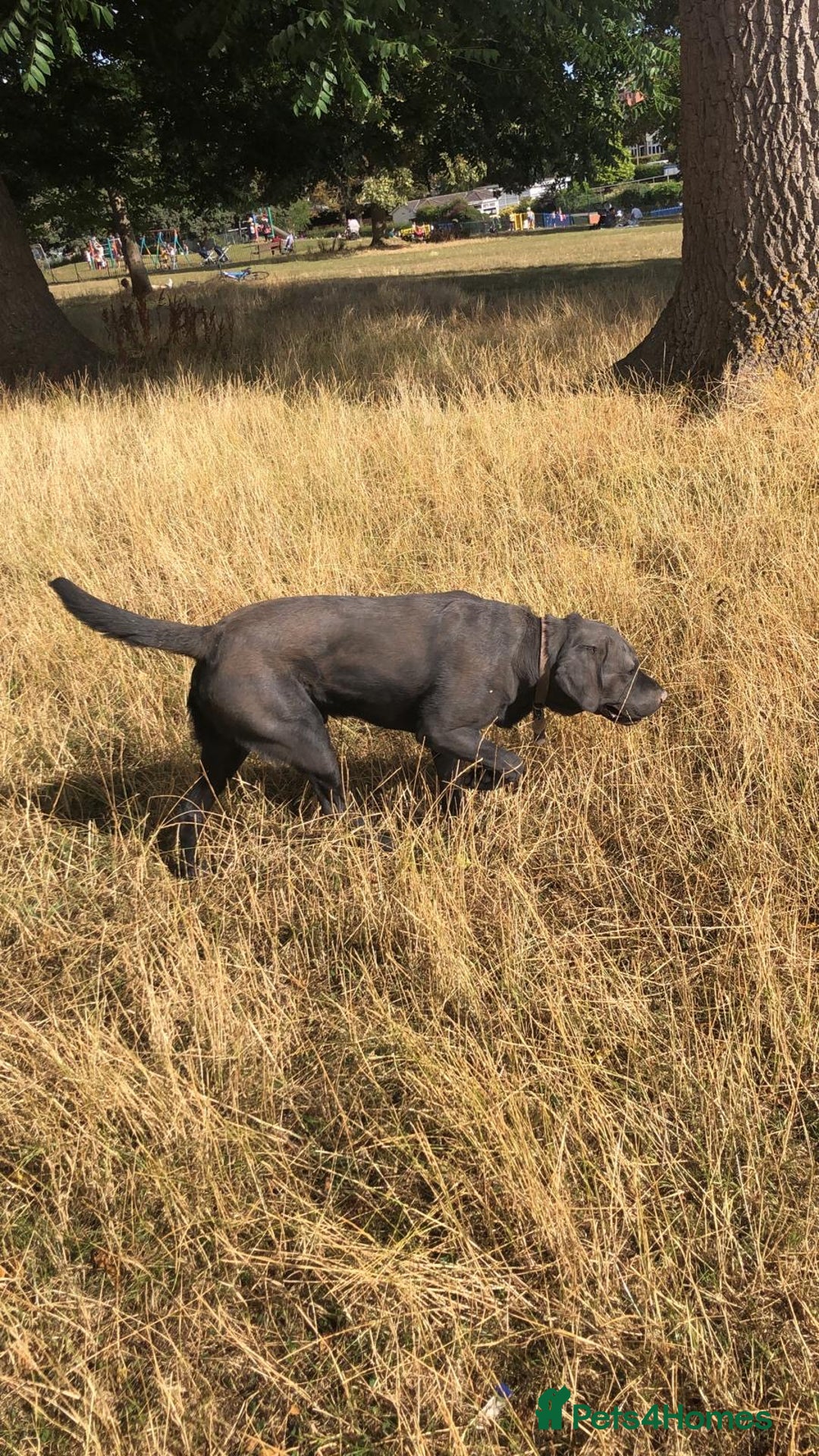 Labrador Retriever dogs for stud: Proven stud, KC reg & perfect family dog  - Advert 5