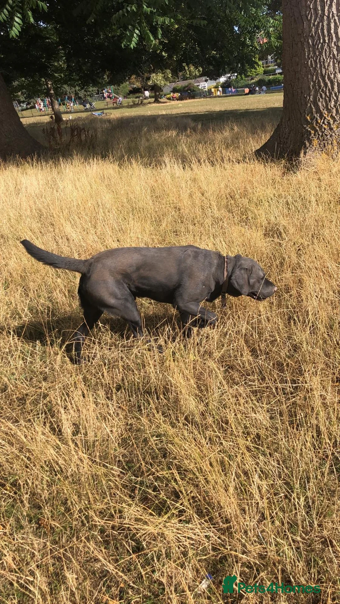 Labrador Retriever dogs for stud: Proven stud, KC reg and perfect family dog  - Advert 5