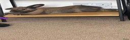 Mini Lop rabbits for sale: Mini Lop in Torpoint - Advert 5