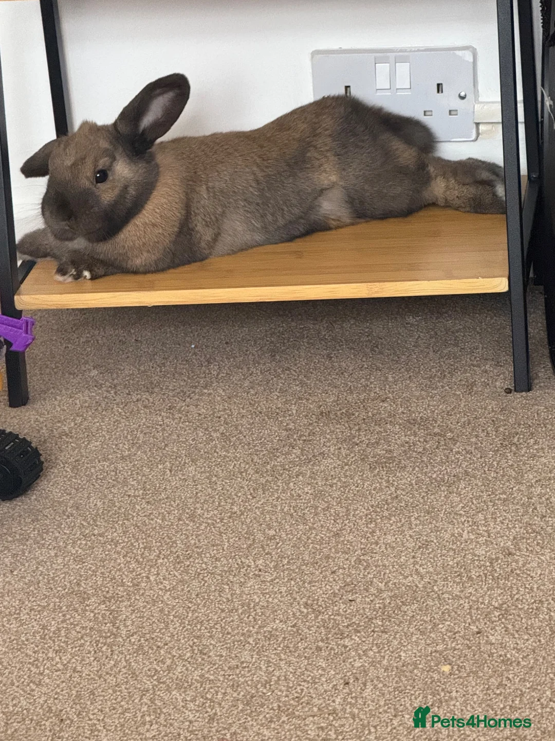 Mini Lop rabbits for sale: Mini Lop in Torpoint - Advert 5