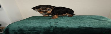 Yorkshire Terrier Puppy 6