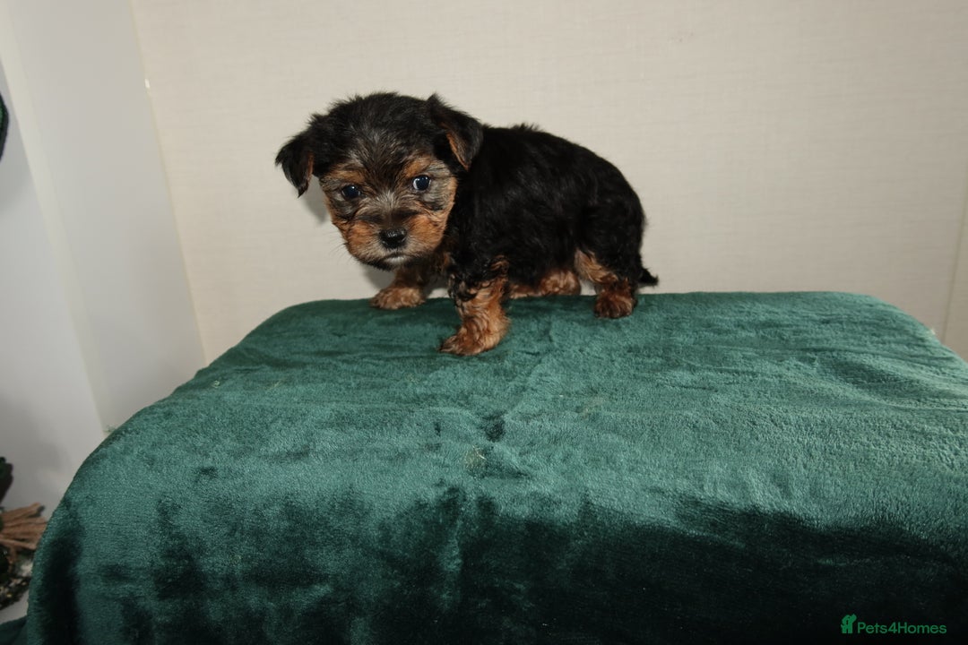 Yorkshire Terrier dogs for sale: Yorkshire terrier puppy’s 🐶  - Advert 18
