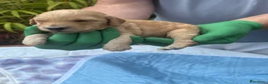 Cockapoo 6