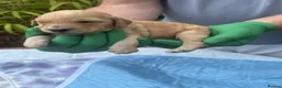 Cockapoo dogs for sale: Leics Charnwood F2 Cockapoos Genetically Tested  - Advert 7