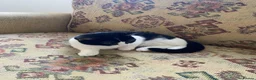 Mixed Breed cats for sale: 2 beautiful kitten ready for new home in Nottingham - Advert 4