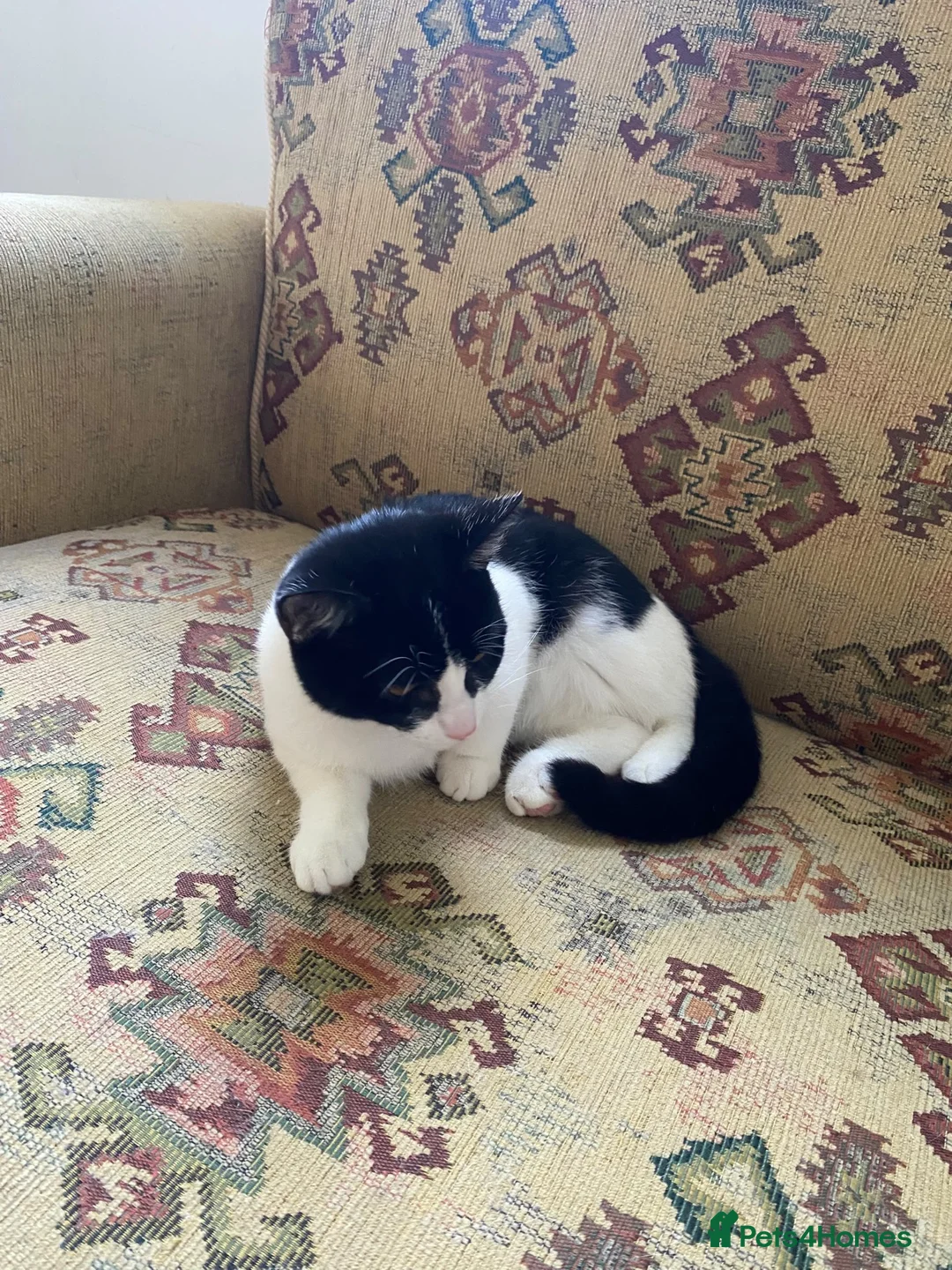 Mixed Breed cats for sale: 2 beautiful kitten ready for new home in Nottingham - Advert 4