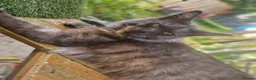 Maine Coon cats for sale: Tica registered black smoke mainecoon male  in Cleckheaton - Advert 2