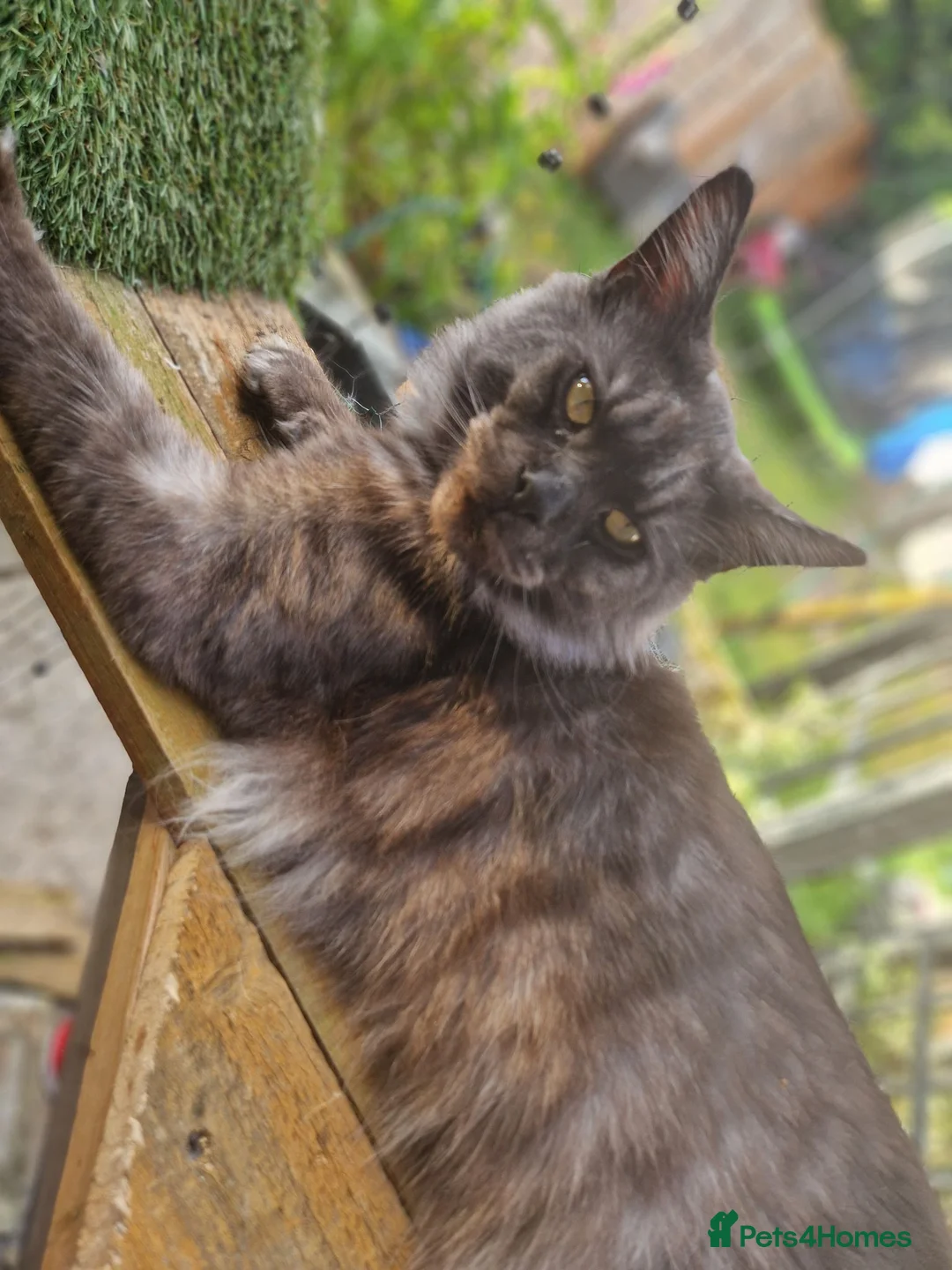 Maine Coon cats for sale: Tica registered black smoke mainecoon male  in Cleckheaton - Advert 2