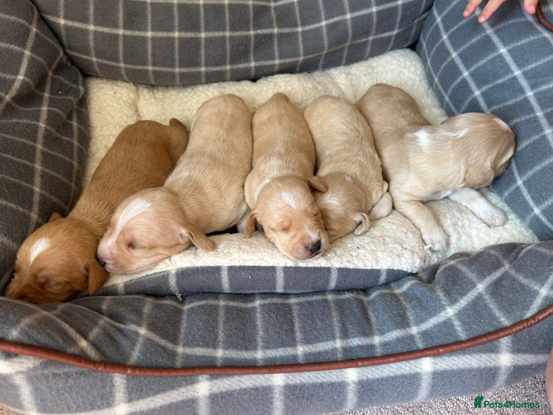Cocker Spaniel dogs for sale: Working Cocker Spaniel Puppies  - Image 2