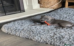 Staffordshire Bull Terrier dogs for sale: Staffordshire Bull Terrier KCReg open to offers  - Image 1