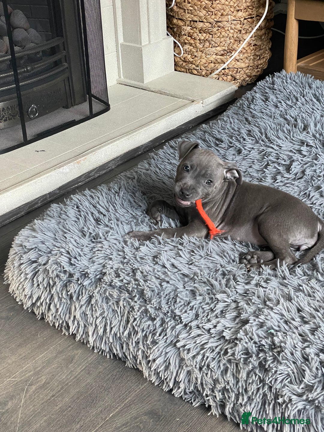 Staffordshire Bull Terrier dogs for sale: Staffordshire Bull Terrier KCReg open to offers  - Image 1