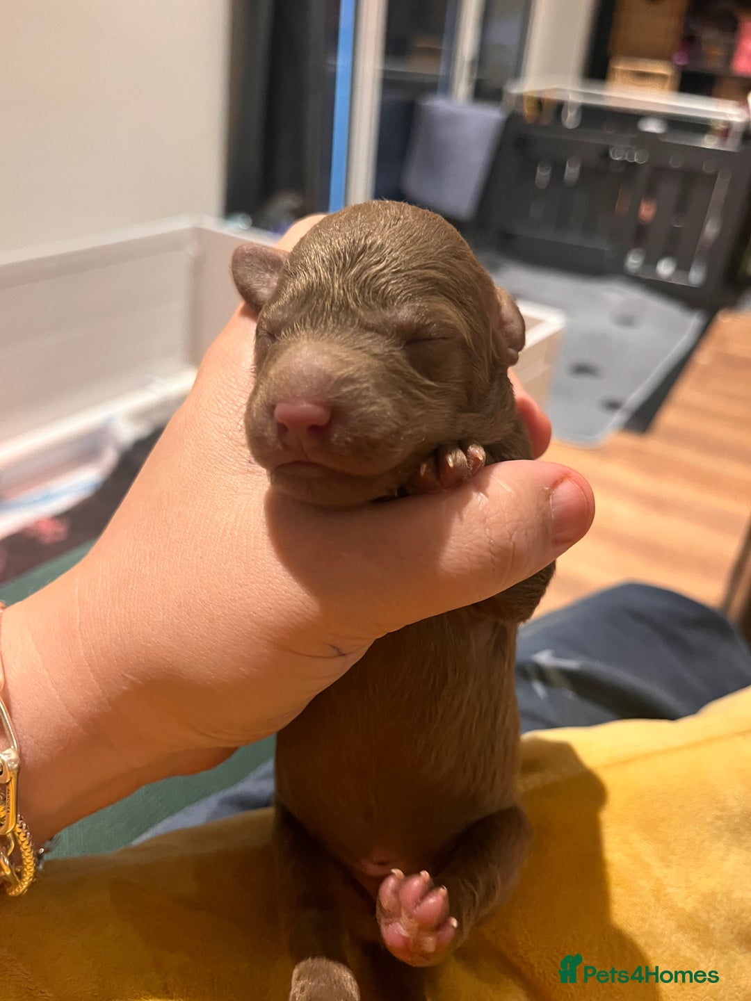 Australian Labradoodle dogs for sale: Healthy tested true Australian Labradoodle pups - Advert 13