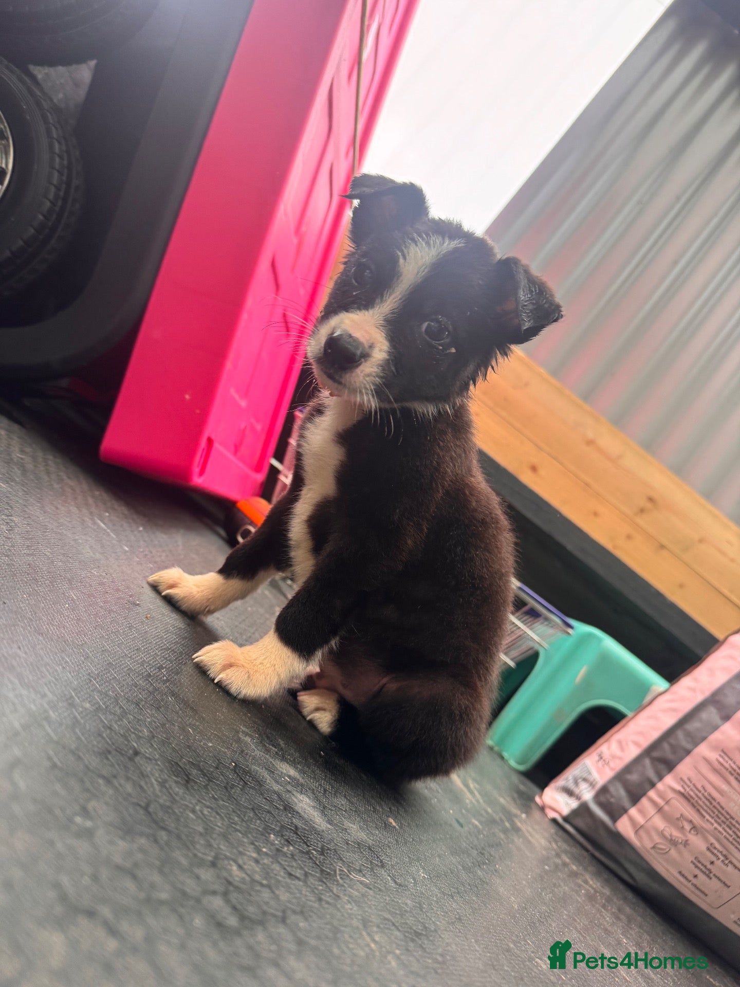 Border Collie dogs 2 Collie Pup - Advert 12