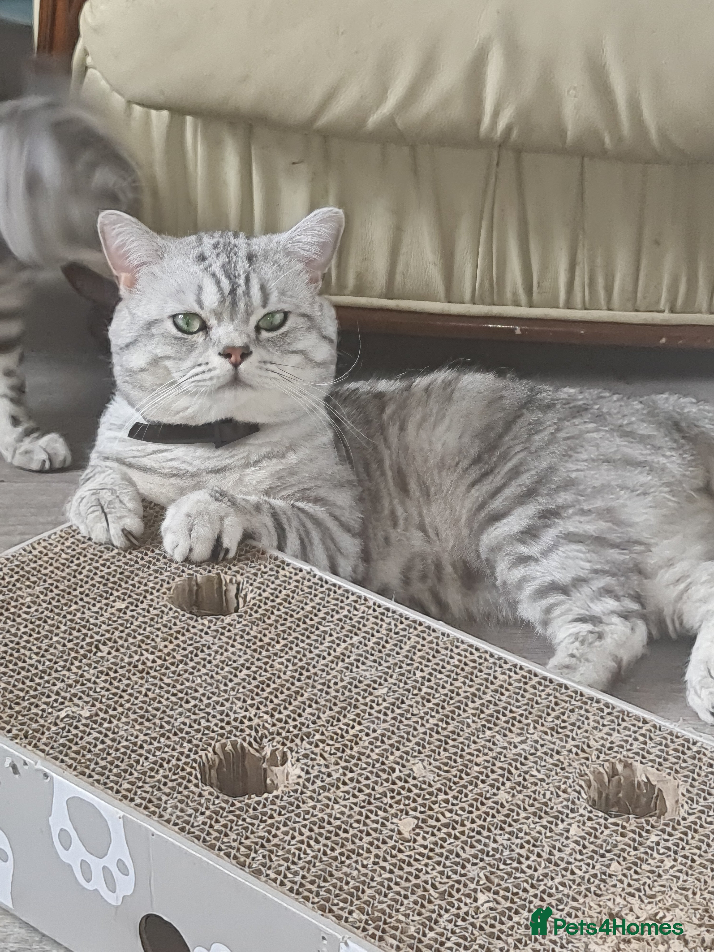 British Shorthair cats British silver tabby for stud in West Bromwich - Advert 1