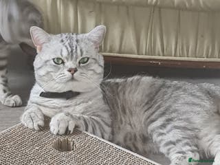British Shorthair cats British silver tabby for stud in West Bromwich - Advert 1