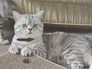 British Shorthair cats British silver tabby for stud in West Bromwich - Advert 11
