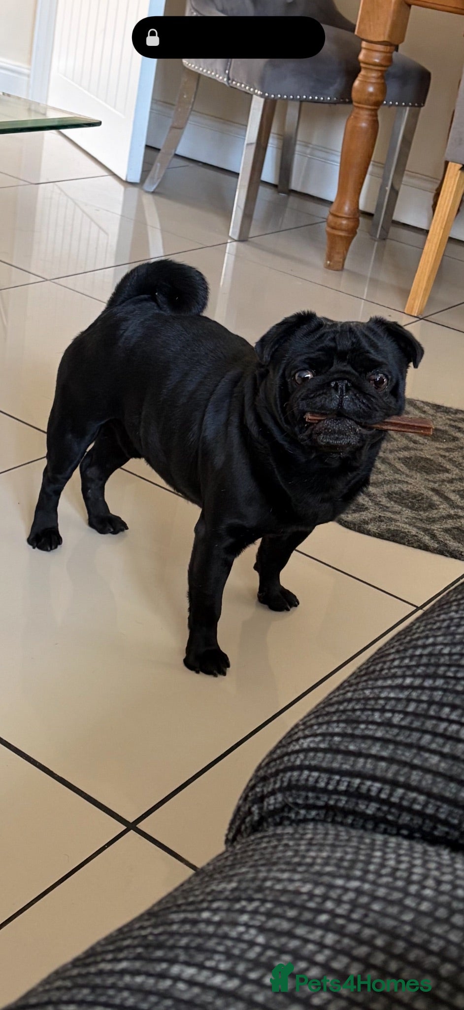 Pug dogs KC REG HEALTH TESTED PUG  - Advert 4
