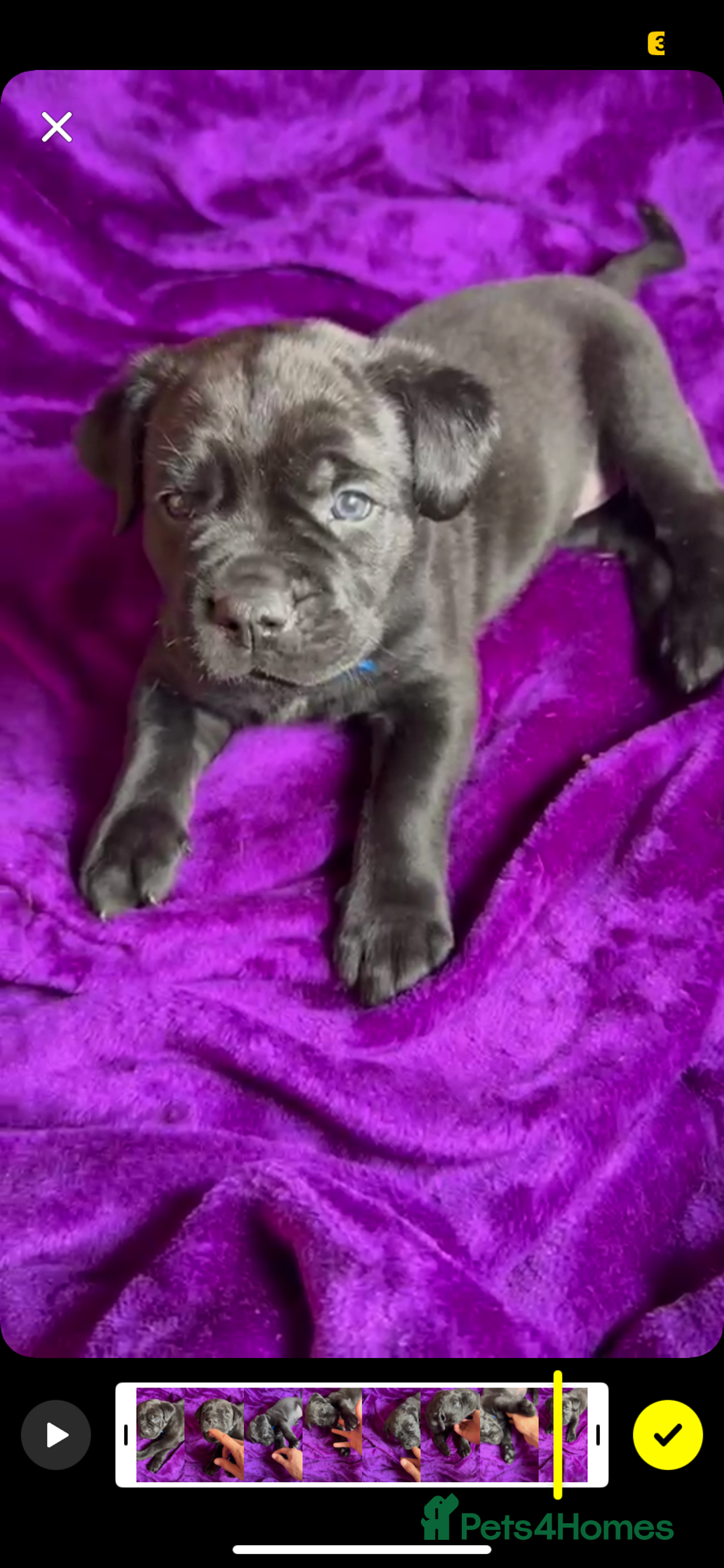 Mixed Breed dogs for sale: Cane Corso × Rottweiler/Bordeaux Puppies All Girls - Image 30