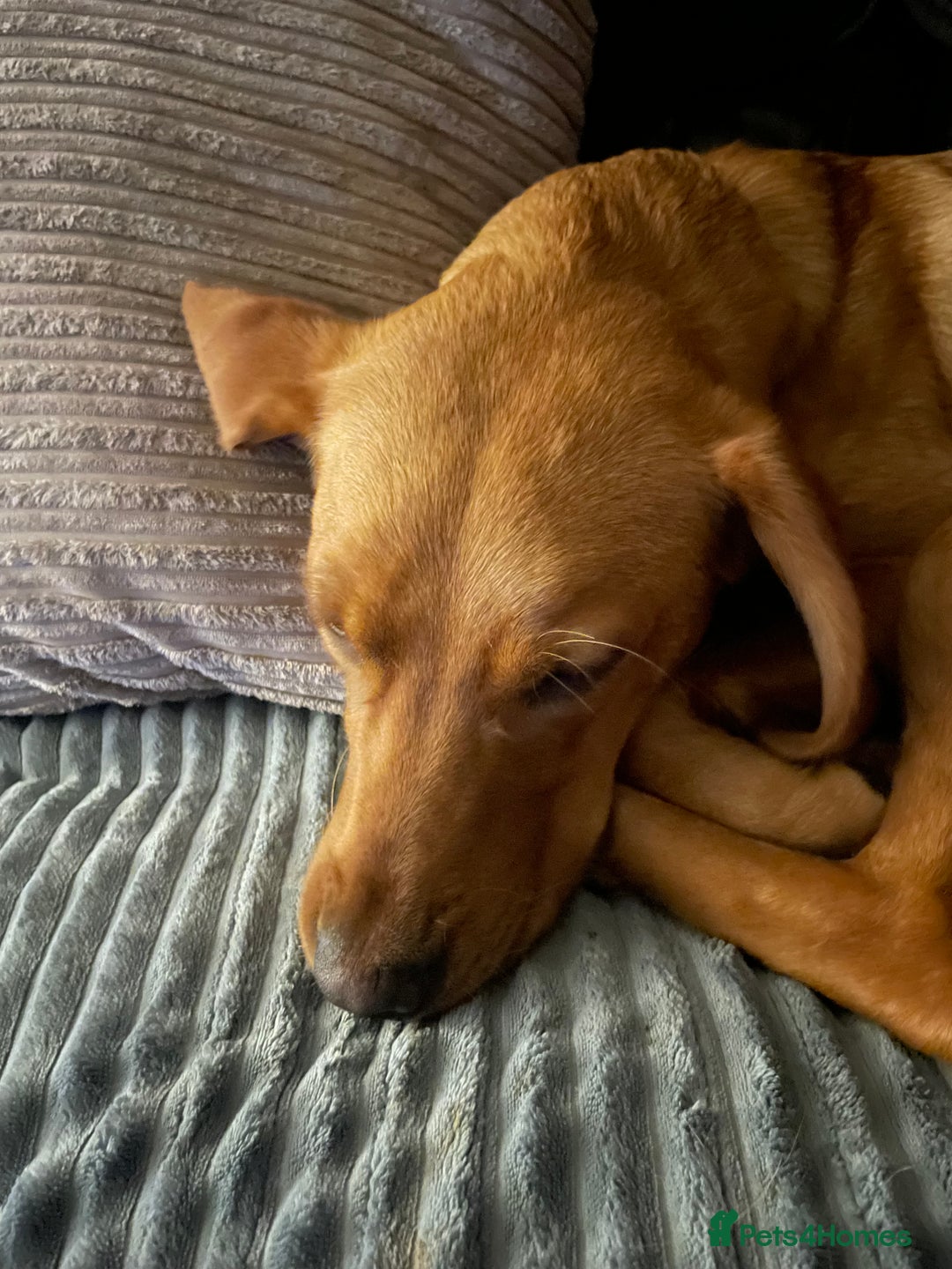 Labrador Retriever dogs for sale: 11month Fox red lab pup- pls read description  - Image 7